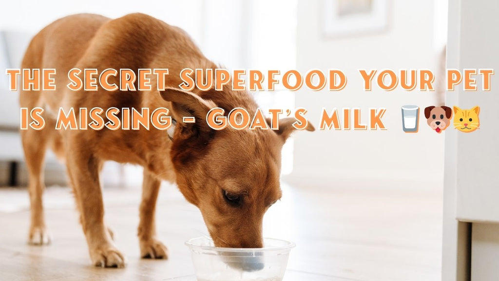 The Secret Superfood Your Pet is Missing – Goat’s Milk 🥛🐶🐱