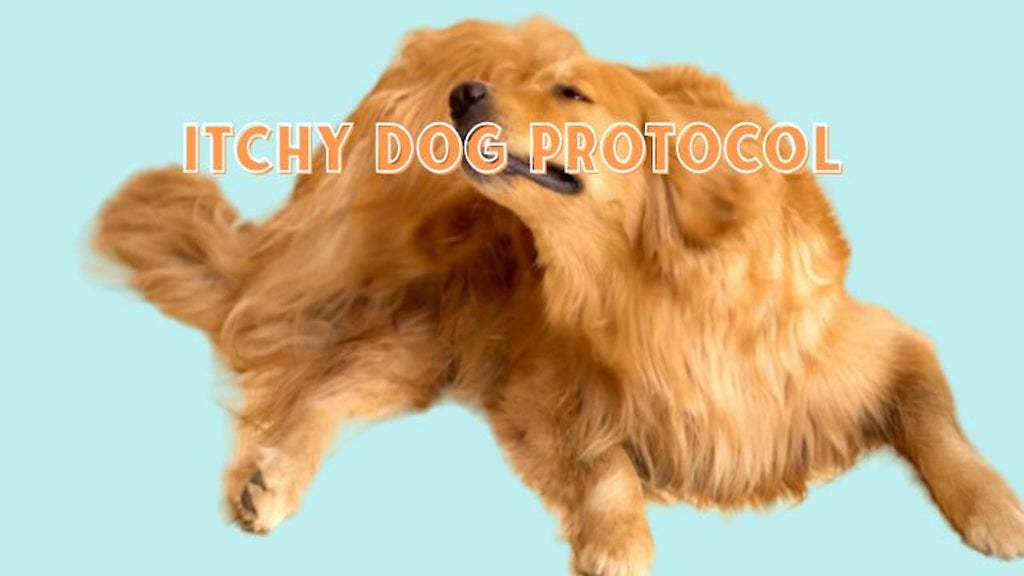 The Ultimate Guide to the Itchy Dog Protocol – Soothe Your Pup’s Skin, Naturally 🐶🌿